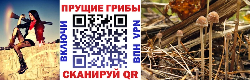Псилоцибиновые грибы Cubensis  Еманжелинск 